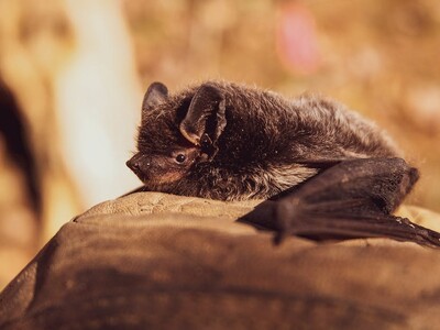 Film and Discussion - Bat Superpowers