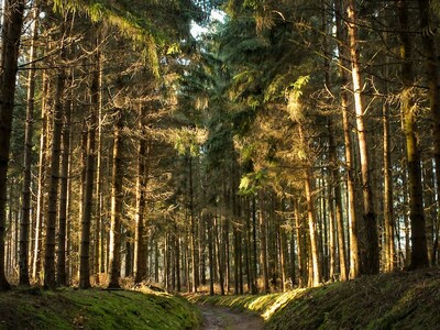 Sunday Funday: Treeific Tree's