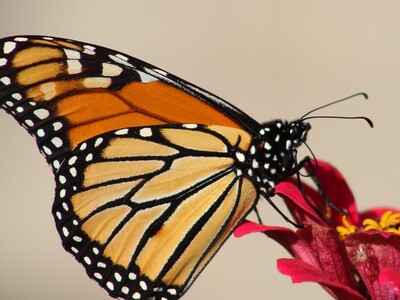 What to do in Smithtown this weekend: Friday, Jun 9 - Sunday, Jun 11