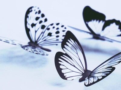 Butterfly and Bird Festival