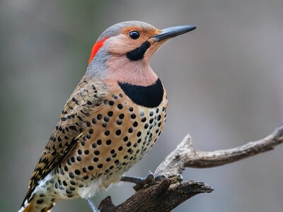 Film and Discussion - Woodpeckers: The Hole Story